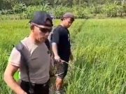 Bhabinkamtibmas Poncowarno Turun ke Sawah Semprot Wereng