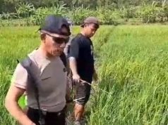 Bhabinkamtibmas Poncowarno Turun ke Sawah Semprot Wereng