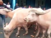 Jesoing, Satu Sura Jatuh Senin Legi 8 Juli 2024