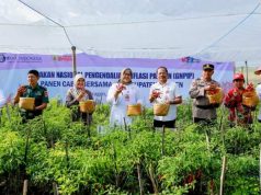 Harga Cabai Melambung Akibatkan Inflasi di Surakarta