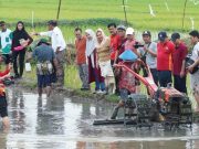Pemkot Semarang dan BRIN Implementasikan Hasil Riset Bidang Pertanian, Tanam Padi di Lahan Rob