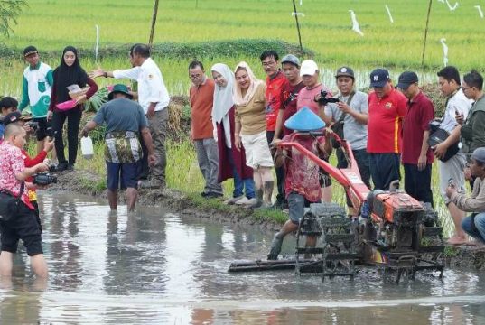 Pemkot Semarang dan BRIN Implementasikan Hasil Riset Bidang Pertanian, Tanam Padi di Lahan Rob