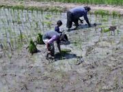 Sejahterakan Petani dan Tarik Minat Wisatawan, Gunawan Bakal Gambar Kapolda Jateng Melalui Seni Pari Corek