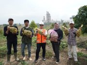 Semen Gresik Panen Kelengkeng Hasil Kebun Hortikultura Bersama Petani Sekitar