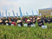 Panen Padi Pakai Ani-Ani dengan 762 Pemetik di Grobogan Pecahkan Rekor MURI