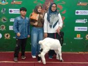 Kontes Perkanas Regional Jawa : “Ada Kambing yang Ditawar Rp 300 Juta!”