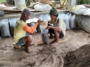 PLN UIK Tanjung Jati B Sulap Limbah Jadi Berkah, Demplot Kompos FABA dan Bibit Tanaman untuk Lahan Pekarangan Produktif