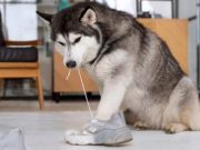 Sering Dianggap Banyak Drama, Ini Tiga Fakta Unik Memelihara Anjing Jenis Husky