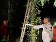 Panjat Pohon Randu, Pencari Pakan Ternak Tewas Terkena Arus Listrik
