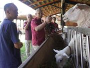 Berpotensi sebagai Indikasi Geografis, Kakanwil Tejo Tinjau Budidaya Domba Wonosobo