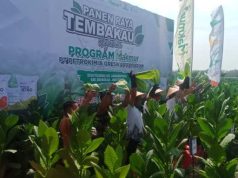 Program Makmur Kolaborasi Petro Kimia Gresik dan Djarum Tingkatkan Hasil Tembakau Telawah