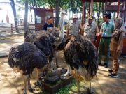 Dislutkanak Batang Periksa Kesehatan Burung Unta Sebelum Dikirim ke Bali