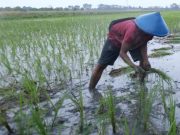 Padi Biosalin Siap Pindah Tanam, Jadi Upaya Tingkatkan Ketahanan Pangan Kota Semarang