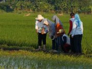Padi Biosalin Diharapkan Bisa Beri Kesejahteraan Masyarakat Pesisir