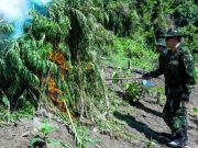 BNN Musnahkan Lahan Ganja Seluas 2 Hektar, Komitmen Lindungi Generasi