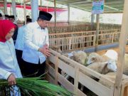 Berdayakan Peternak Mustahik, Baznas RI Luncurkan Balai Ternak di Wonosobo