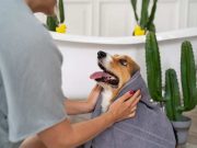Tak Hanya Membawa Kebahagiaan, Ini Lima Tips Merawat Anjing
