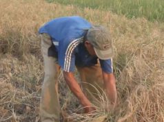 Petani Padi Blora Bayar Rp 40 Ribu untuk Asuransikan Gagal Panen