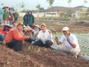 Mbak Ita Tanam Bawang Merah Jenis Lokananta, Bisa Panen Hingga 20 Ton Per Hektar