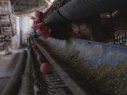 Produksi Telur dan Daging Ayam di Jateng Surplus untuk Program Makan Bergizi Gratis