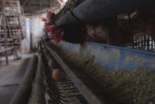 Produksi Telur dan Daging Ayam di Jateng Surplus untuk Program Makan Bergizi Gratis