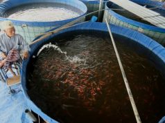FOTO: Disabilitas Tangguh, Mandiri dengan Budidaya Ikan Sumber Protein Hewani