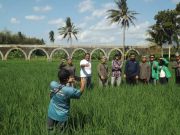 Menyaksikan Proses Penyulingan Minyak Atsiri dan Menikmati Eksotisme Talang Gantung di Desa Wisata Pagak