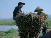 Bengok Craft Firman Setyaji, Kreasi Gulma Eceng Gondok Menjadi Kerajinan
