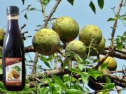 UMKM Binaan RB Semen Gresik Angkat Buah Kawista Jadi Sirup Bernilai Ekonomi Tinggi