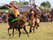 Pasola Tradisi ‘Ngeri’ dari Sumba Barat, Saling Lempar Tombak Sambil Berkuda