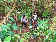Kakek Penderes Air Nira di Rowokele Tewas Jatuh dari Pohon Kelapa