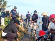 Guru Penggerak dan PMI Tanam 3.000 Pohon Bakau di Pantai Kaliratu