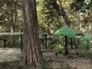 Menemukan Pohon Jati Berumur Ratusan Tahun di Taman Wisata Gubuk Payung Sambong Blora