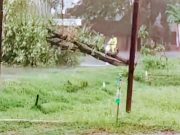 Warga Kedungtuban Waswas, Banyak Pohon Lapuk Rawan Tumbang di Pinggir Jalan Provinsi
