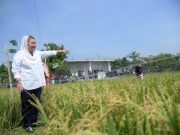 Padi Varietas Biosalin Hasil Kolaborasi BRIN dan Pemkot Semarang Siap Dipanen