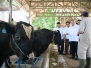 Kota Semarang Punya Potensi Pengembangbiakan Sapi Wagyu