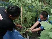 Serap Aspirasi Warga Kalialang Gunungpati, Yoyok Sukawi Diminta Teruskan Program Urban Farming