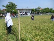 Inovasi Padi Biosalin Membangun Ketahanan Pangan dan Komitmen Meningkatkan Kesejahteraan Petani Pesisir