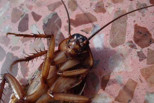 Bagaimana Cara Kendalikan Kecoa dalam Rumah? Simak yuk!