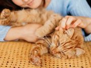 Tiga Tips Mudah Mengurangi Efek Gigitan Kutu Kucing