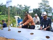 Kendalikan Inflasi dengan Menanam Cabai