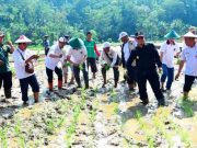 Budiman Sudjatmiko Launching Program Genta Pangan di Pacitan