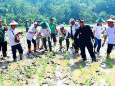 Budiman Sudjatmiko Launching Program Genta Pangan di Pacitan