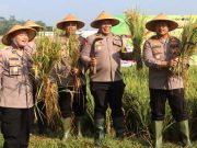 Panen Raya Padi, Dukung Program Swasembada Pangan