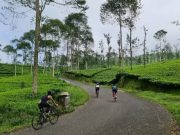 Destinasi Anyar di Wonosobo, Wisata Jalan Baru dengan Pemandangan Indah Gunung dan Kebun Teh