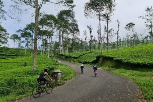 Destinasi Anyar di Wonosobo, Wisata Jalan Baru dengan Pemandangan Indah Gunung dan Kebun Teh