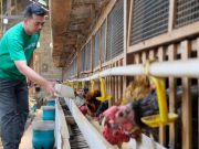 Cerita Eks Bankir di Salatiga Sukses Beternak Ayam Kampung, Modal Tabungan dan Pensiunan BPJS Ketenagakerjaan