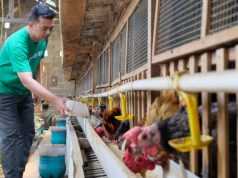 Cerita Eks Bankir di Salatiga Sukses Beternak Ayam Kampung, Modal Tabungan dan Pensiunan BPJS Ketenagakerjaan