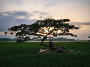 Pohon Pengantin Salatiga, Destinasi Unik Pemandangan Indah dengan Mitos Sepasang Kekasih