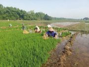 Musim Hujan Tiba, Petani Tlogowungu Blora Siapkan Bibit untuk Tanam Padi